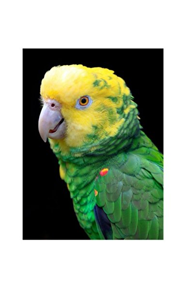 OEM Tablou Canvas, "Papagal verde cu penaj stralucitor", 70 x 100cm