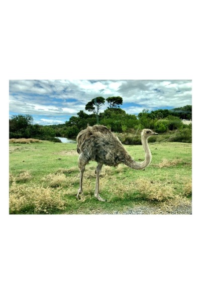 OEM Tablou Canvas, 'Strutul in peisaj verde abundent'