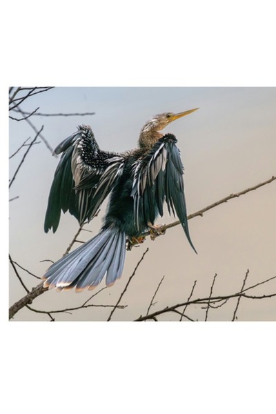 OEM Tablou Canvas, "Pasarea regina pe ramura uscata", 100 x 100cm