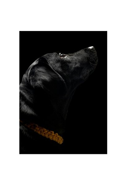 OEM Tablou Canvas, "Cainele intunecat in lumina subtila", 50 x 90cm