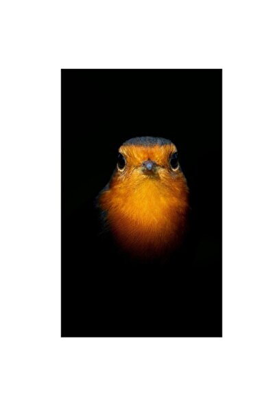 OEM Tablou Canvas, "Privirea pasarii in intuneric", 50 x 70cm