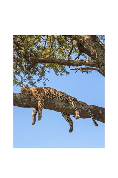 OEM Tablou Canvas, "Leopard odihnindu-se pe creanga securizata", 39 x 54cm