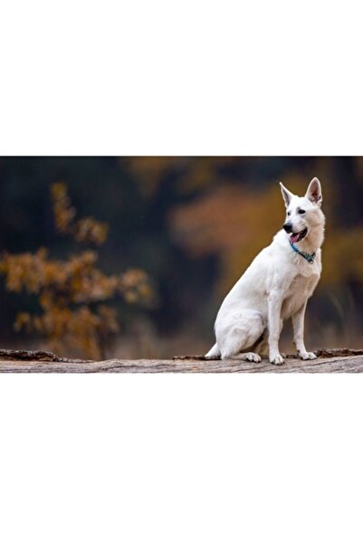 OEM Tablou Canvas, "Caine alb in toamna aurie", 100 x 100cm