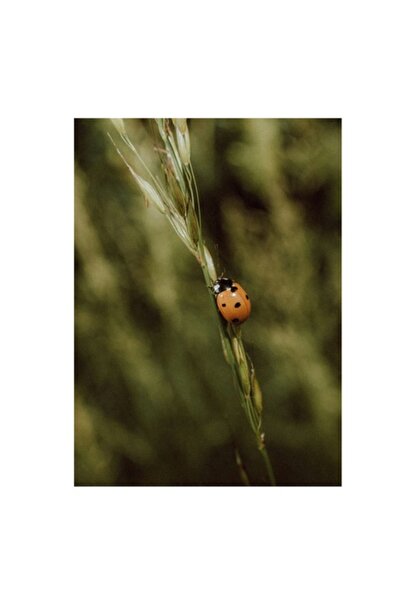 OEM Tablou Canvas, "Micuta buburuza pe fir de iarba", 39 x 54cm