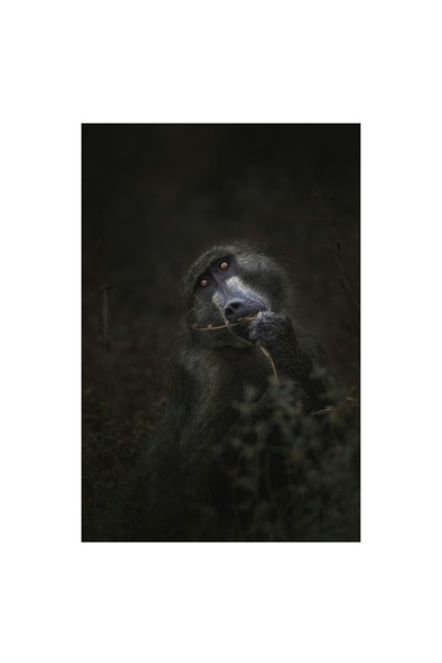 OEM Tablou Canvas, "Contemplare in umbra naturii salbatice", 50 x 90cm