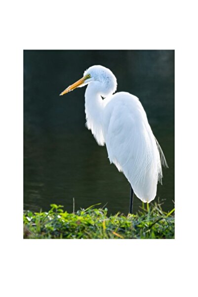 OEM Tablou Canvas, "Egreta alba in lumina diminetii", 39 x 54cm