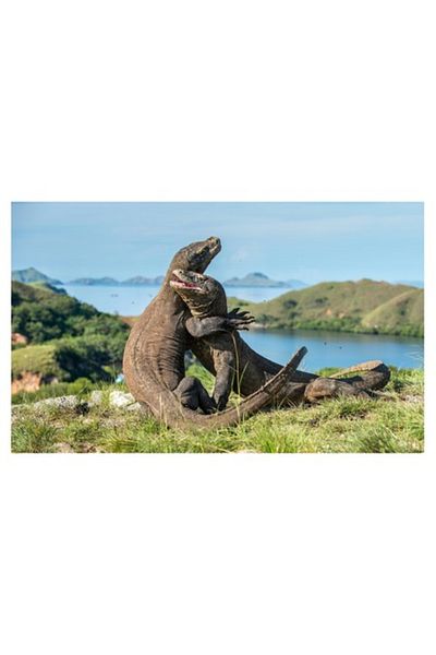 OEM Tablou Canvas, "Imbratisarea dragonilor de Komodo", Balans, Natura, Forta, Intindere, Armonie, Salba