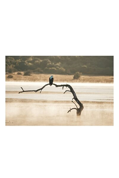 OEM Pictură pe pânză, „Vulturul singuratic în zori încețoșați”, Pace, Singură...