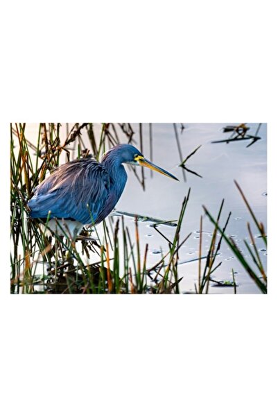 OEM Tablou Canvas, "Pasarea albastra in apele linistite", 54 x 39cm