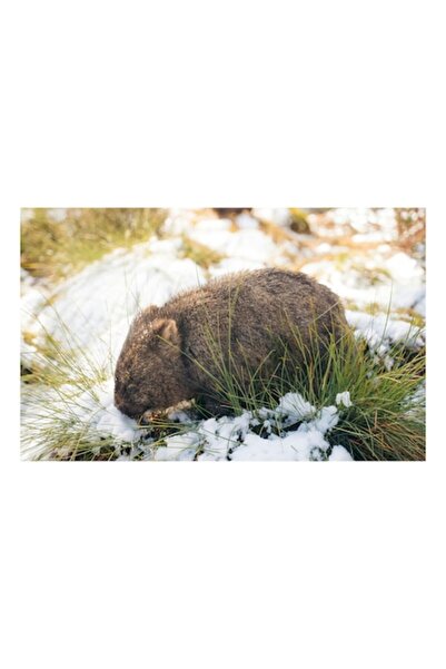 OEM Wombat explorând zăpada și iarba