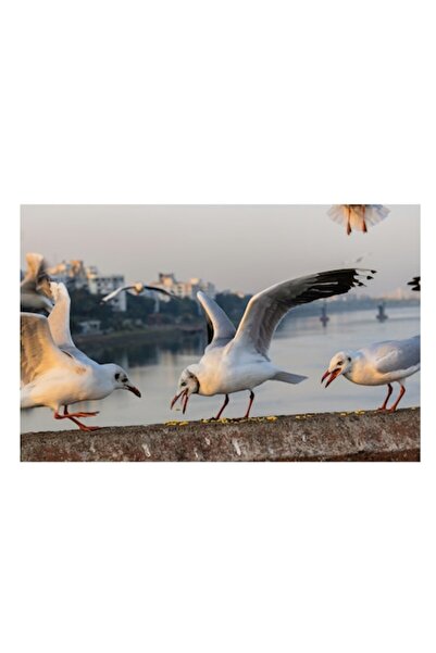 OEM Tablou Canvas, "Pescarusii si hrana de pe parapet", 50 x 50cm