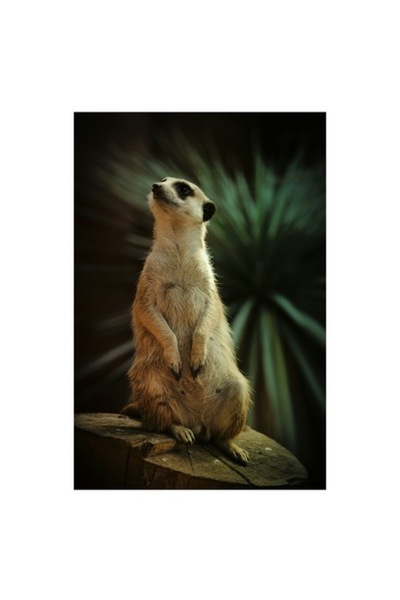 OEM Tablou Canvas, 'Suricata vegheaza cerul instelat', Meerkat