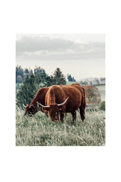 OEM Tablou Canvas, "Bivoli pascand pe dealuri verzi", 50 x 70cm