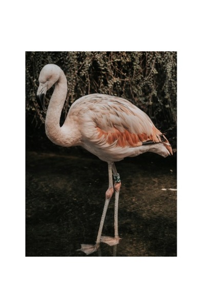 OEM Tablou Canvas, "Flamingo in habitatul sau ", 50 x 70cm