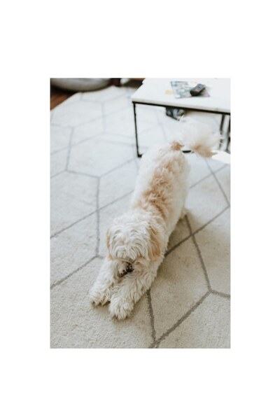 OEM Tablou Canvas, "Catelus in moment de relaxare", 70 x 100cm