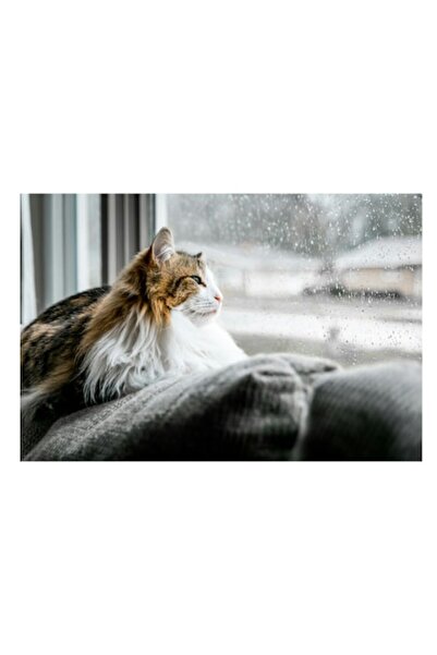 OEM Tablou Canvas, "Pisica visand la ploaia de afara", 70 x 50cm