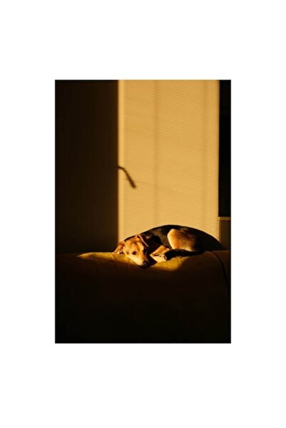 OEM Tablou Canvas, "Caine lenevind in lumina soarelui", 26 x 39cm