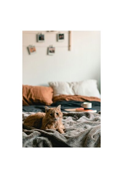 OEM Tablou Canvas, "Pisica relaxata intr-o dimineata linistita", 50 x 90cm