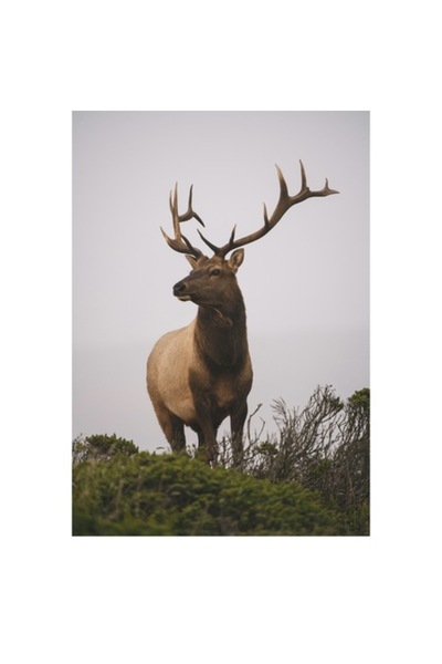 OEM Tablou Canvas, "Cerbul maret in lumina diminetii", 70 x 100cm