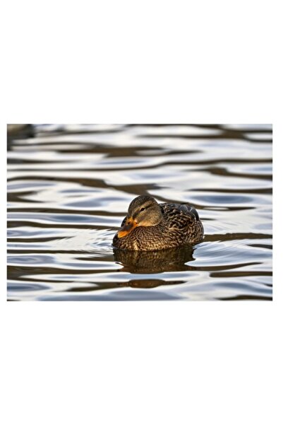 OEM Tablou Canvas, "Rata singuratica pe oglinda apei", 70 x 50cm