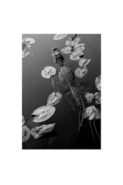 OEM Tablou Canvas, "Aligatorul printre frunze de nufar", 50 x 70cm