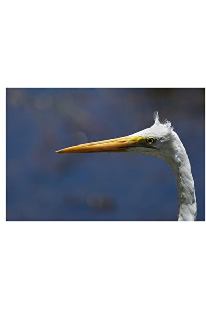 OEM Tablou Canvas, "Gratioasa egreta in lumina albastra", 90 x 50cm