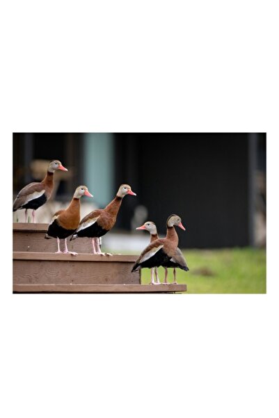 OEM Tablou Canvas, "Rate salbatice pe trepte de lemn", 50 x 50cm