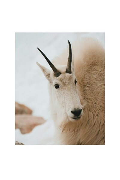 OEM Tablou Canvas, "Capra montana in zapada imaculata", 26 x 39cm