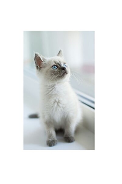 OEM Tablou Canvas, "Pisoi curios la fereastra alba", 50 x 50cm