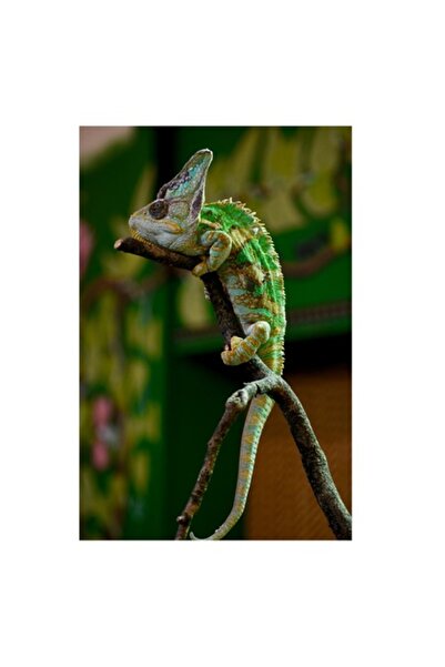 OEM Tablou Canvas, "Cameleon odihnindu-se pe ramura verde", 26 x 39cm