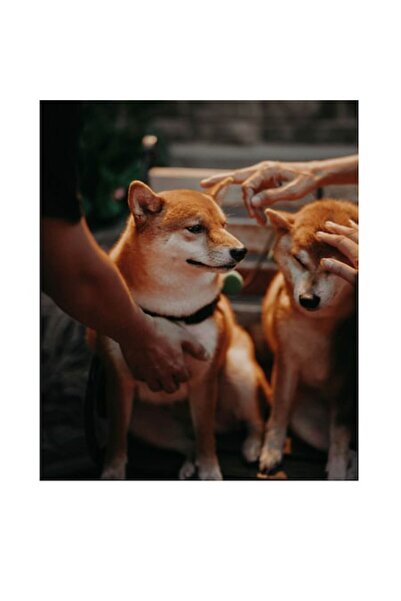 OEM Tablou Canvas, "Caini rasfatati la apusul soarelui", 100 x 100cm