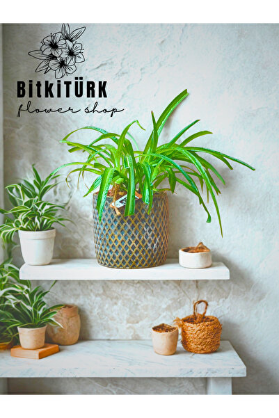 BitkiTÜRK Ribbon Plant Flower in Custom Design Concrete Flower Pot