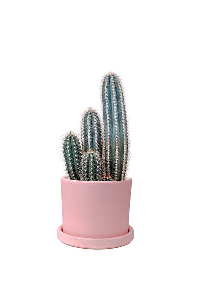 Fidanburada Mavi Sütun Kaktüs (Pilosocereus Pachycladus) Ruby Pembe Saksılı