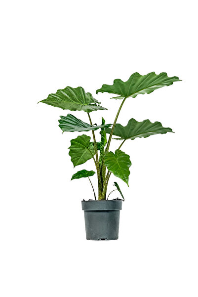 Fidanburada Fil Kulağı (ALOCASİA)