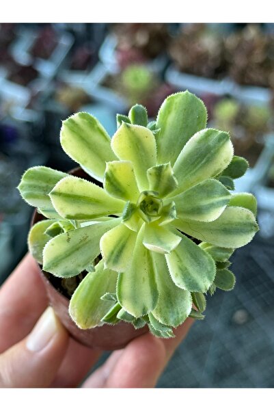 SukuLand Aeonium Suncup Koleksiyonluk Özel Tür Sukulent (5,5CM SAKSIDA)