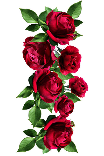 Biotama Doğal Gül Sirkesi 500 ml | Fermente & Katkısız