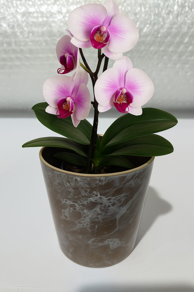 ESENOĞLU TİCARET SERAMİK SAKSI - Orkide çiçeği için seramik saksı