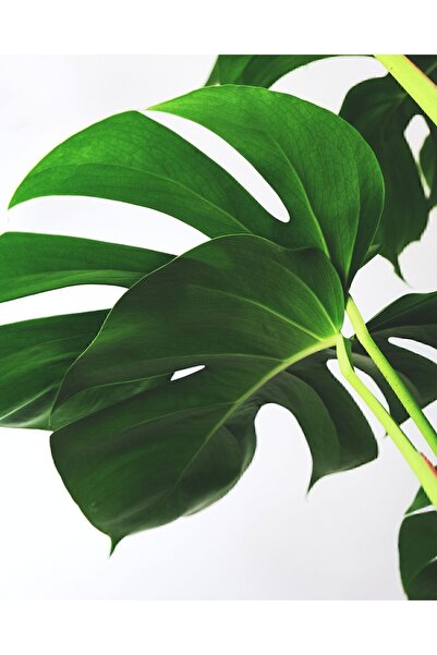 GoldLotus Deve Tabanı - Monstera Deliciosa - 60-80 Cm Boyunda Özel Kutulu