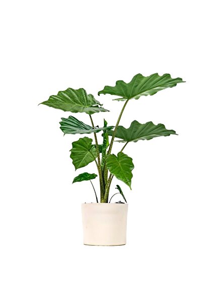 Fidanburada Fil Kulağı (Alocasia) Ruby Beyaz Saksılı
