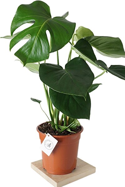 İklim Flowers Monstera Deliciosa (deve Tabanı Bitkisi) - Ev Bitkisi - Iç Meka...
