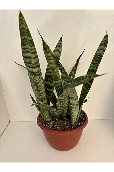 Şenay'ın Kaktüs Dünyası Kılıç çiçeği, peygamber kılıcı