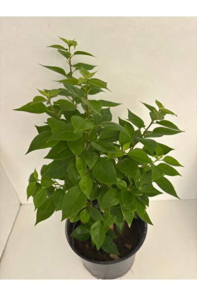 Şenay'ın Kaktüs Dünyası Begonvil ( bodur tür çiçek rengi pembe ) dolgun formda