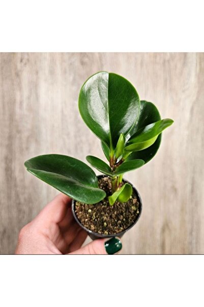 Genel Markalar Saksıda Peperomia Umut Bitkisi