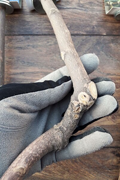 Vixpet Venty 3-Piece Natural Parrot Stump | Sultan, Muhabbet, Forpus, Sevda, Paradise, Lori, Monk - M522