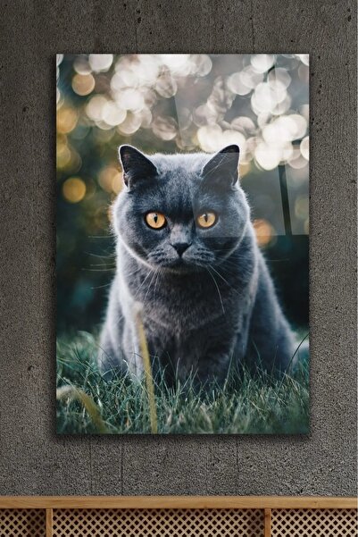 AR AJANS KANVAS TABLO Gray British Cat Decorative Glass Painting