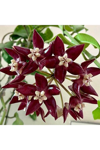 Yades Bordo Pembe Ayrıntılı Mum Çiçeği