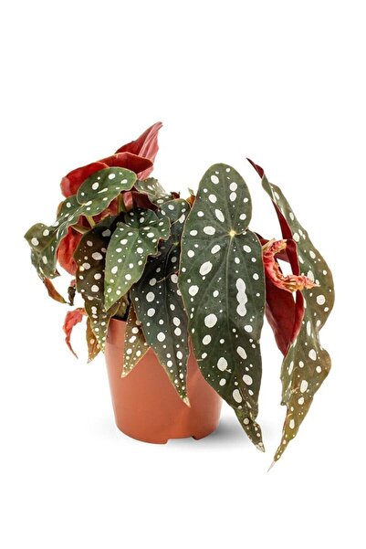 The Best Online Thebestonline Begonia Maculata / Çilli Begonya