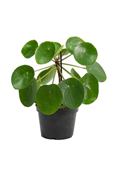 The Best Online Thebestonline Şans Çiçeği Pilea Peperomioides - Çin Para Ağacı