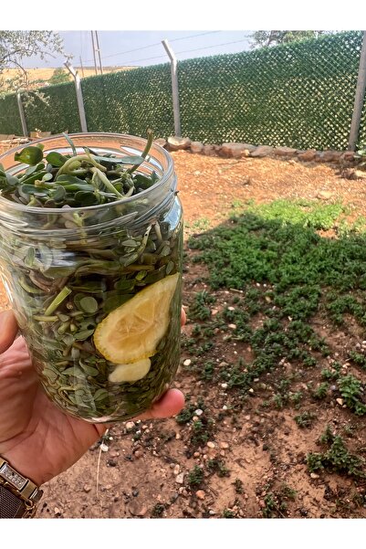 Antep Diyarı Semizotu( Pirpirim) Turşusu 680 Cc