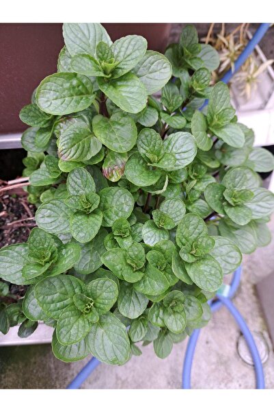 The Best Online Thebestonline Mentol Kokulu Nane Fidanı